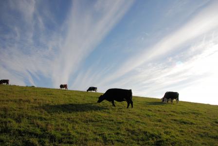 牛, 牧场, 放牧, 母牛, 天空, 云彩, 景观