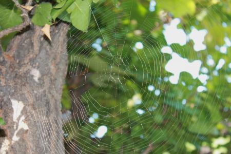蜘蛛网, web, 树, 蜘蛛网, 陷阱, 蛛形纲动物, 模式