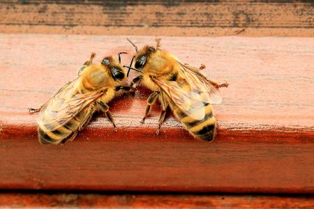 蜜蜂, 蜂巢, 努力工作, 蜜蜂, 蜂蜜, 昆虫, 蜜蜂