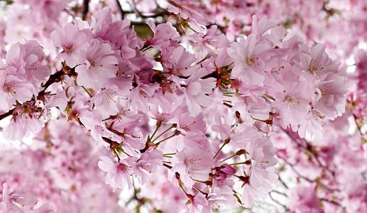 日本樱桃, 粉色, 树, 樱桃, 春天, 粉红色的颜色, 自然