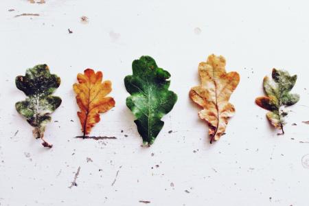 叶子, 橡树, 橡树叶, 秋天, 落叶树, 出现, 秋天的落叶