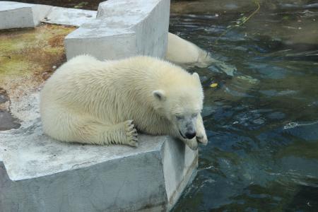 白熊, 动物园, 夏季, 动物, 水