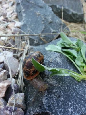 蜗牛, 缓慢, 岩石, 湿法, 壳, 运动, 棕色