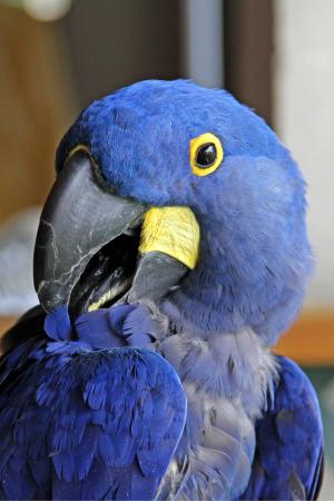 鹦鹉, 蓝色, 动物, 头, 喙, 鸟, 羽毛