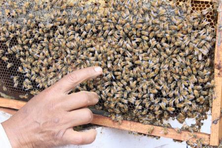 印度, 蜜蜂, 蜂王, 蜂蜜, 昆虫