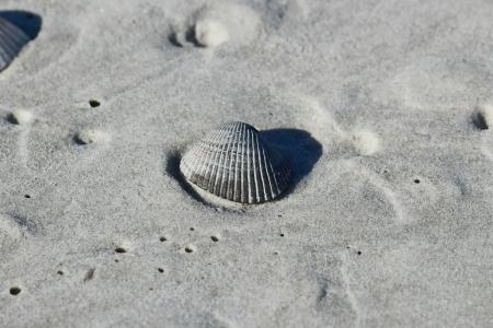 沙子, 壳, 海滩, 贝壳, 海岸, 海岸线, 海