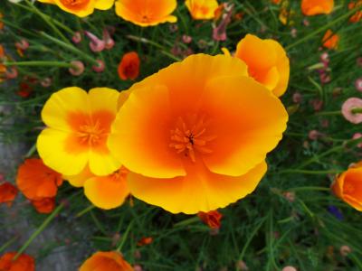 野生花卉, 橙色, 黄色, 花, 植物, 多彩