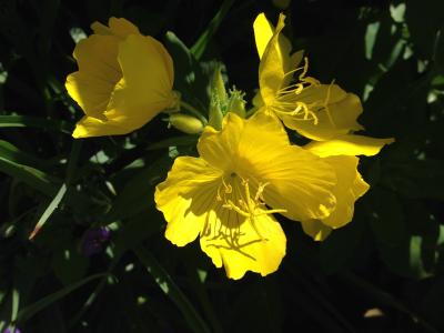 花, 黄色, 自然, 黄色的花, 春天, 开花, 植物