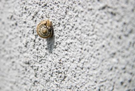 蜗牛, 蜗牛在墙上, 孤独, 测试, 电源, 的目的, 悲伤