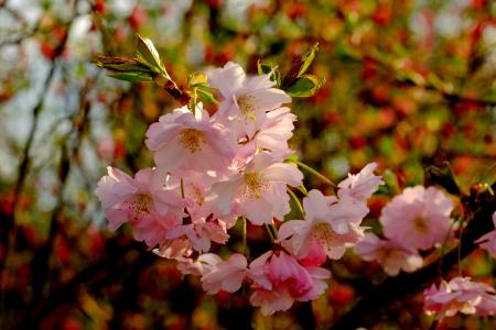 樱花, 春天, 粉色, 开花, 绽放, 白色, 德国莱茵集团