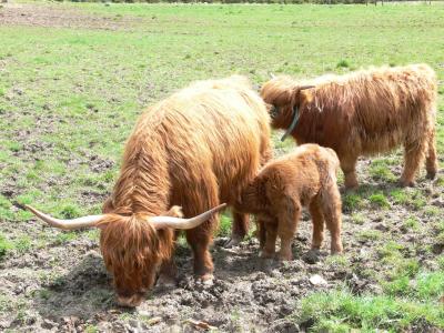 highlandrind, 母牛, 牛, 年轻的动物, 金银花, 高地, 喇叭