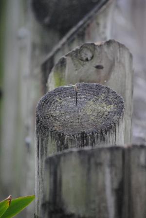 栅栏, 日志, 木材, 木制, 树, 自然, 老