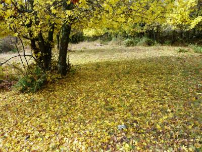 花园, 秋天, 叶子, 黄色, 自然, 地毯, 树