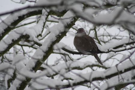 鸽子, 树, 冬天, 雪