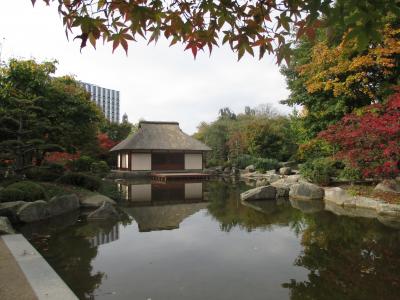 日本茶馆, 在汉堡, 计划和 blomen, 镜像, 公园, 枫树, 杜鹃