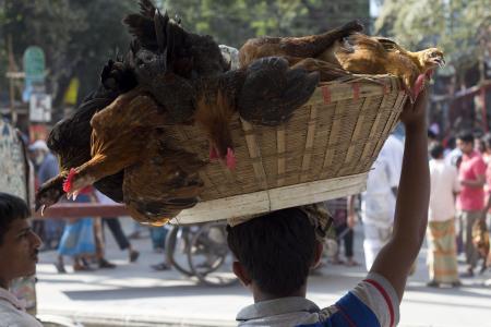 达卡, 孟加拉国, 街道, 购物篮, 鸡, 卖方