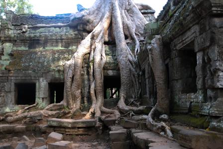 树, 旅游, 旅行, 根, 旅游, 柬埔寨, 亚洲