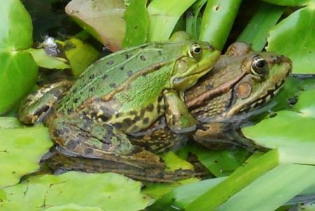 青蛙, 池塘, 爱, 配对, 性别, 青蛙, 自然
