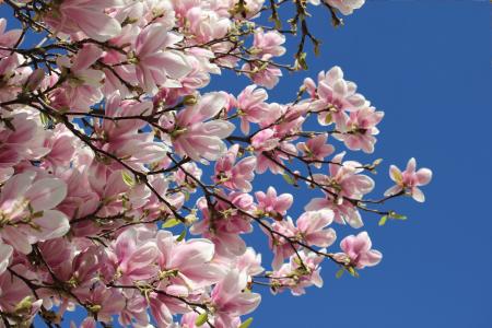 春假期间, 三月疯狂, 春天将提前到来, 春天绽放, 开花的树, 如何拍摄开花的树, 粉红色的绽放