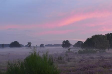 自然, 景观, 晨雾, 海德, 日出, 空气, 早上