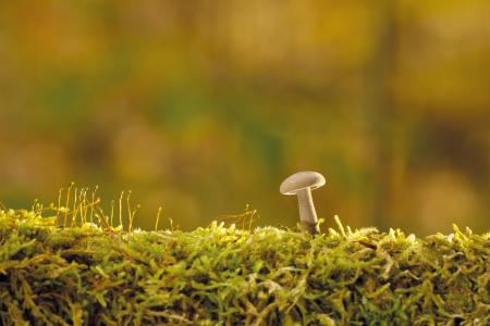 蘑菇, 秋天, 树真菌, 自然, 森林, 青苔, 真菌