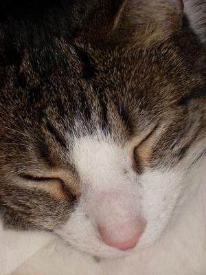 猫, 睡觉, 猫科动物, 睡着了, 头部小睡, 休息, 在做梦