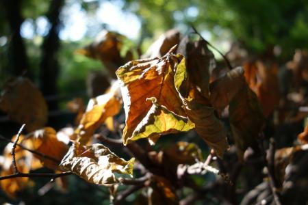 叶子, 秋天, 森林的地面, 秋天的颜色, 金色的秋天, 叶, 自然