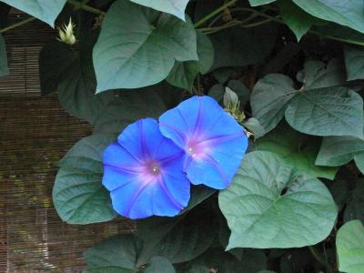 牵牛花, 蓝色的花朵, 夏天的花, 夏天在日本