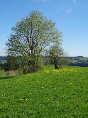 树, 草甸, 春天, 景观, 波兰, 波利亚纳, 绿色
