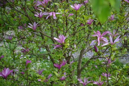 花灌木, 紫罗兰色, 春天, 自然