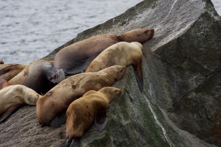 星海狮, 岩石, 睡觉, 海岸, 阿拉斯加, 基奈峡湾国家公园, 美国