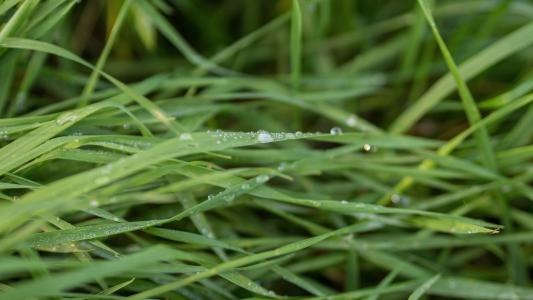 草, 潮湿, 湿法, 雨, 下降, 绿色, 自然