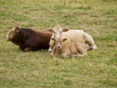 牛, 金银花, 保护, 母牛, 小牛, 牛肉, 农业
