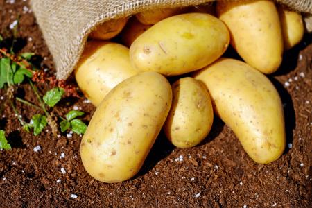 土豆, 蔬菜, erdfrucht, 生物, 收获, 花园, 食物和饮料