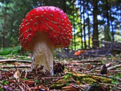 飞金顶, 蘑菇, 森林, 自然, 红色飞木耳蘑菇