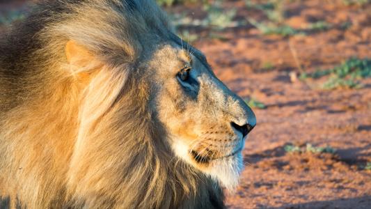狮子, mahne, 日落, 猫, 捕食者, 南非, 动物