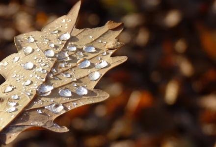 叶, 秋天, 水一滴, 露水, 橡树叶, 宏观, 叶子
