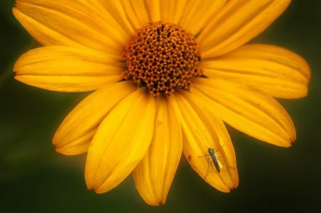 自然, 花, 昆虫, 花园, 花, 黄色, 蜜蜂