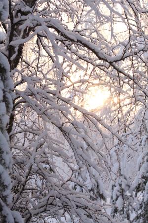 太阳, 冬天, 雪, 景观, 弗罗斯特, 芬兰语