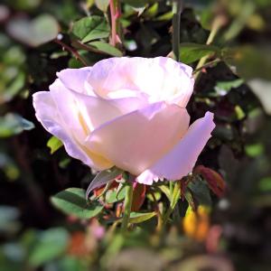 植物, 丰花, 玫瑰绽放, 白色, 粉红色透明, 美丽