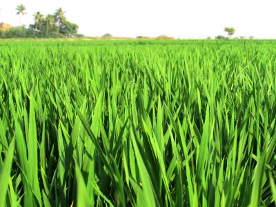 稻田, 字段, 大米, 作物, 植物, 食用, 食品