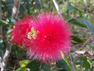 蓬松的花, 澳大利亚, 昆士兰州, 植物区系, 花, 泡, 自然