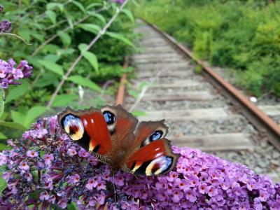 蝴蝶, 铁路钢轨, 自然, 花, 夏季, 春天, 紫色
