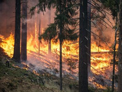 森林火灾, 野火, 大火, 吸烟, 树木, 热, 燃烧