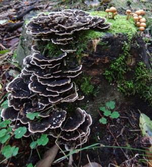 蘑菇, 秋天, 森林, 戴德伍德, 欧洲, porling, 树真菌