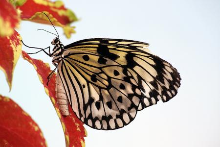 蝴蝶, 纸风筝, 宏观, 昆虫, 自然, 翅膀, 多彩