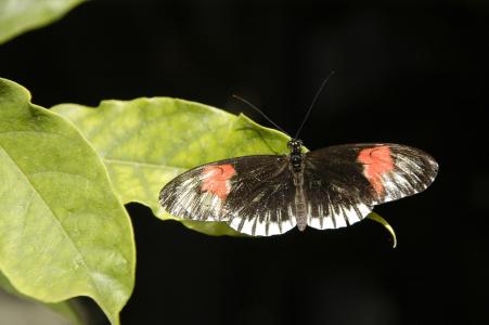 蝴蝶, 威廉玛, 昆虫, 翼, 多彩, 动物