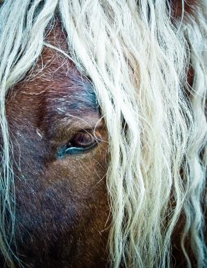 马, 鬃毛, 眼睛, 马的头, pferdeportait, kaltblut, 纹理