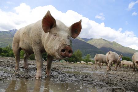 猪, 母猪, 牲畜, 快乐猪, 农场, 农业, 瑞士