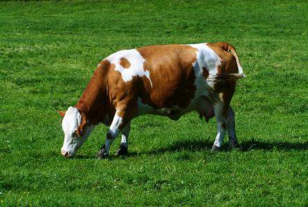 褐色和白色母牛, 绿色牧场, 牛